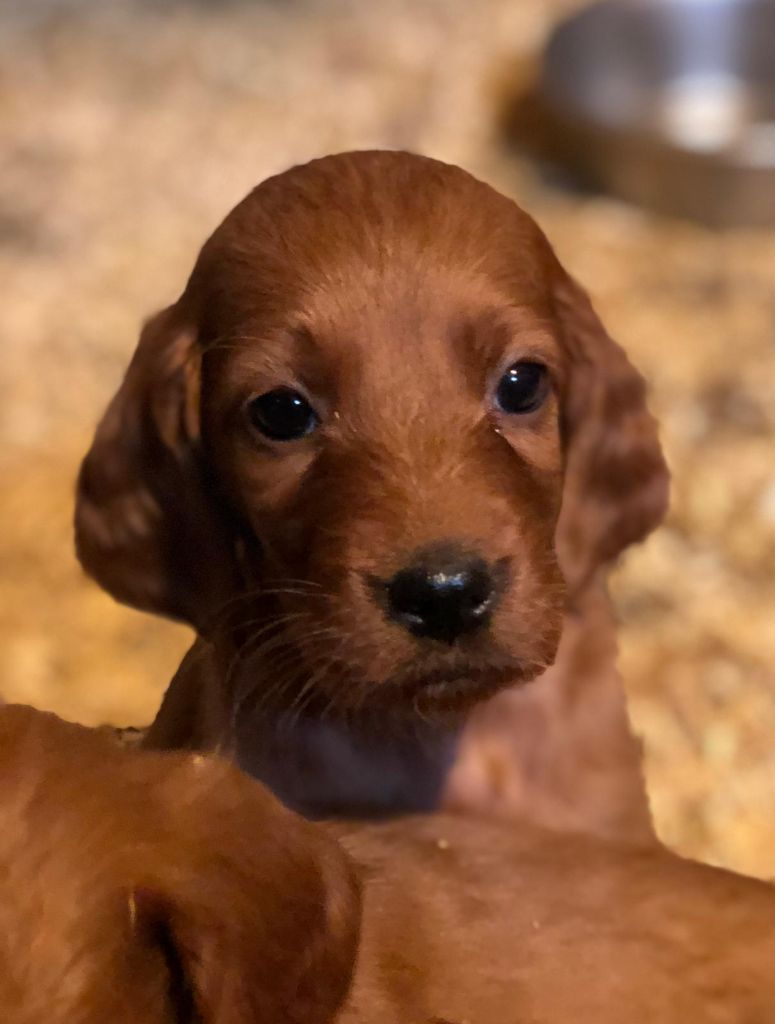 de Caramels - Chiot disponible  - Setter irlandais rouge