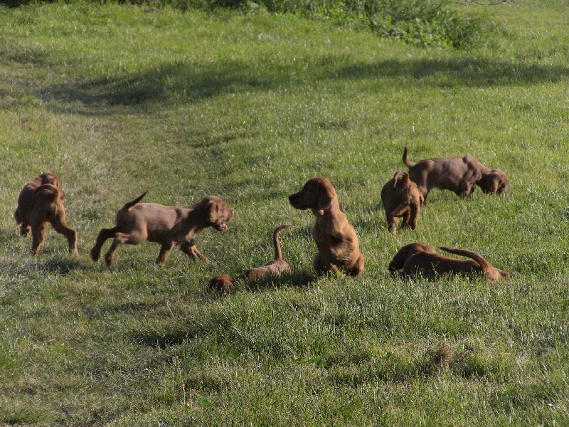 NOS CHIOTS