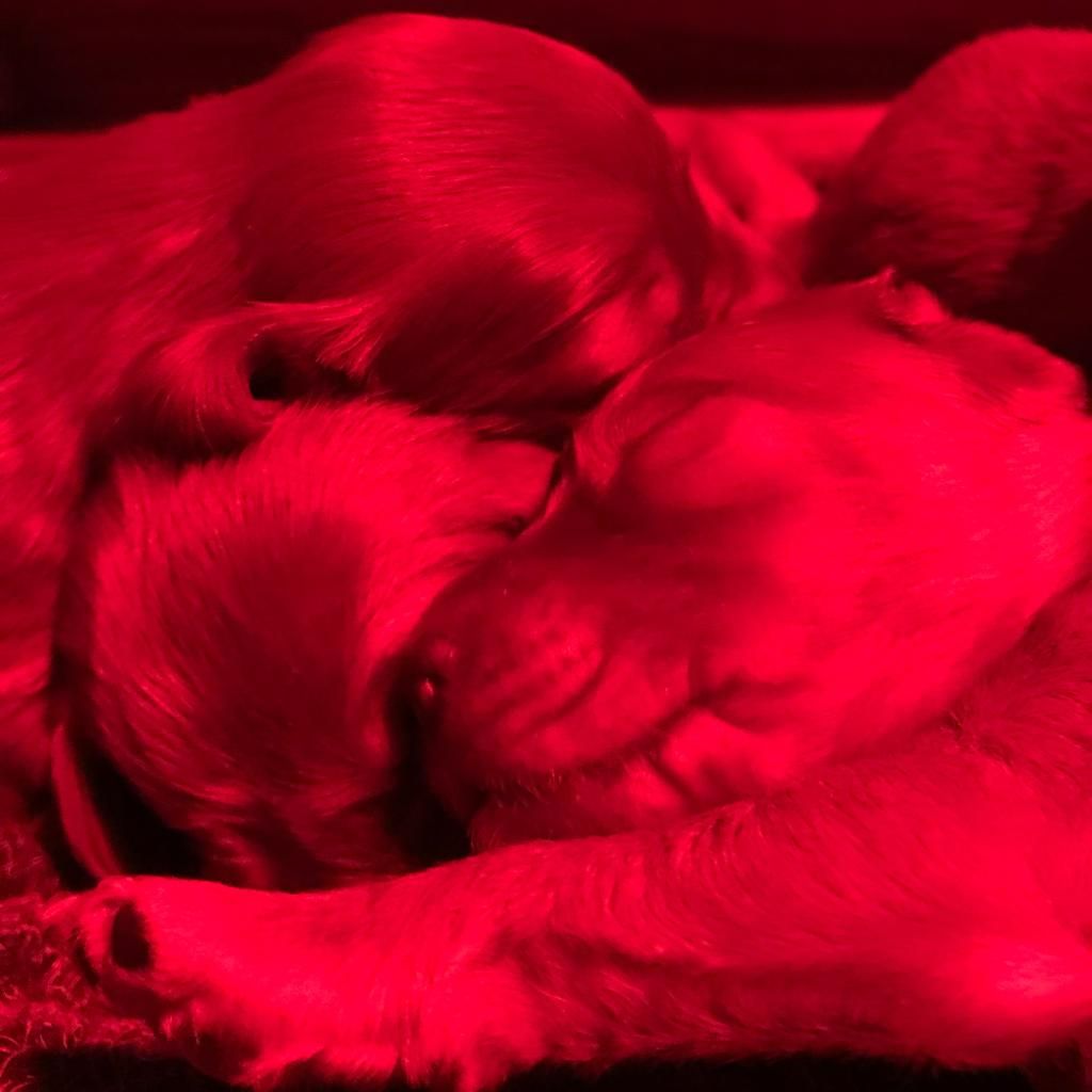 Chiot Setter irlandais rouge de Caramels