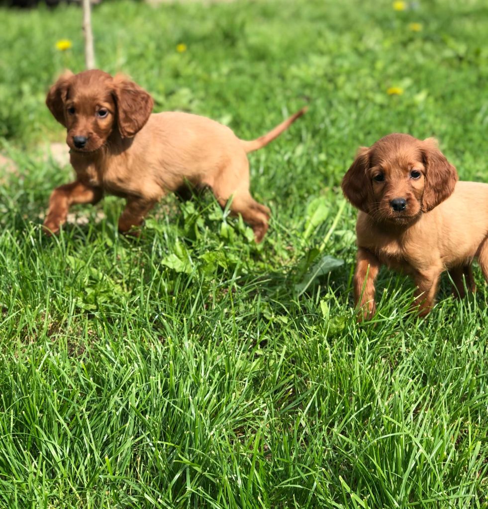 de Caramels - Setter irlandais rouge - Portée née le 25/03/2025