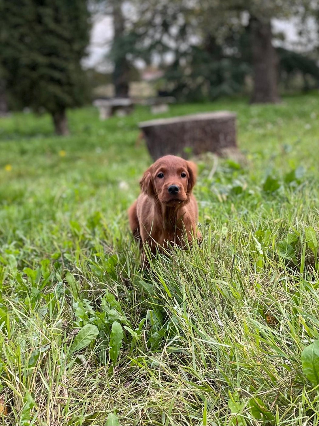 de Caramels - Chiots disponibles - Setter irlandais rouge