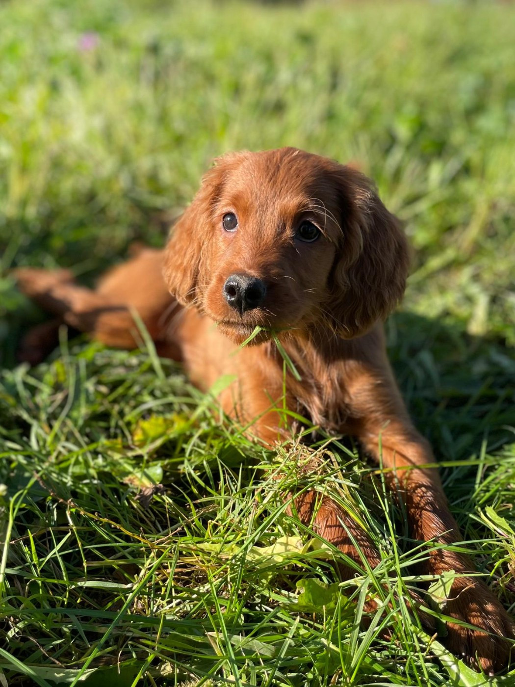 de Caramels - Chiots disponibles - Setter irlandais rouge