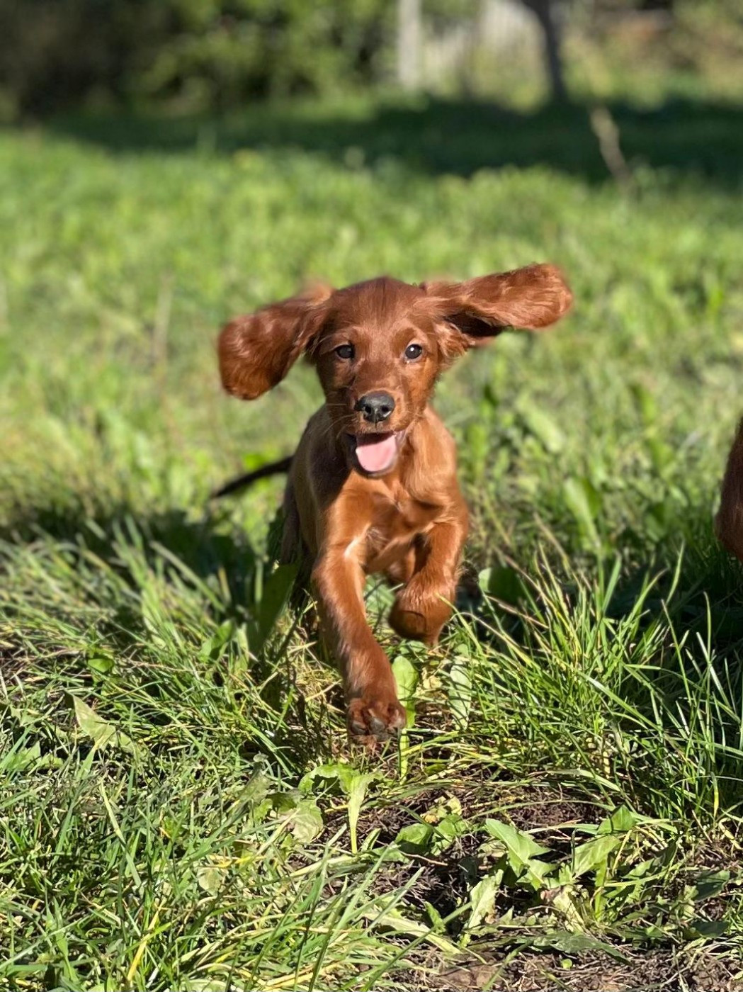 de Caramels - Chiots disponibles - Setter irlandais rouge