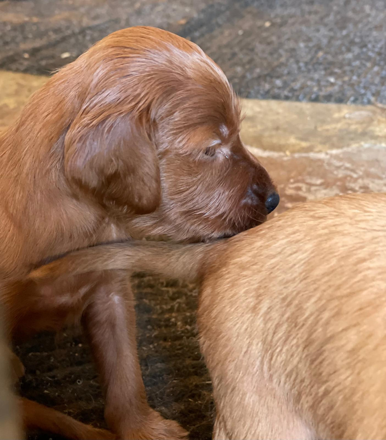 de Caramels - Chiots disponibles - Setter irlandais rouge