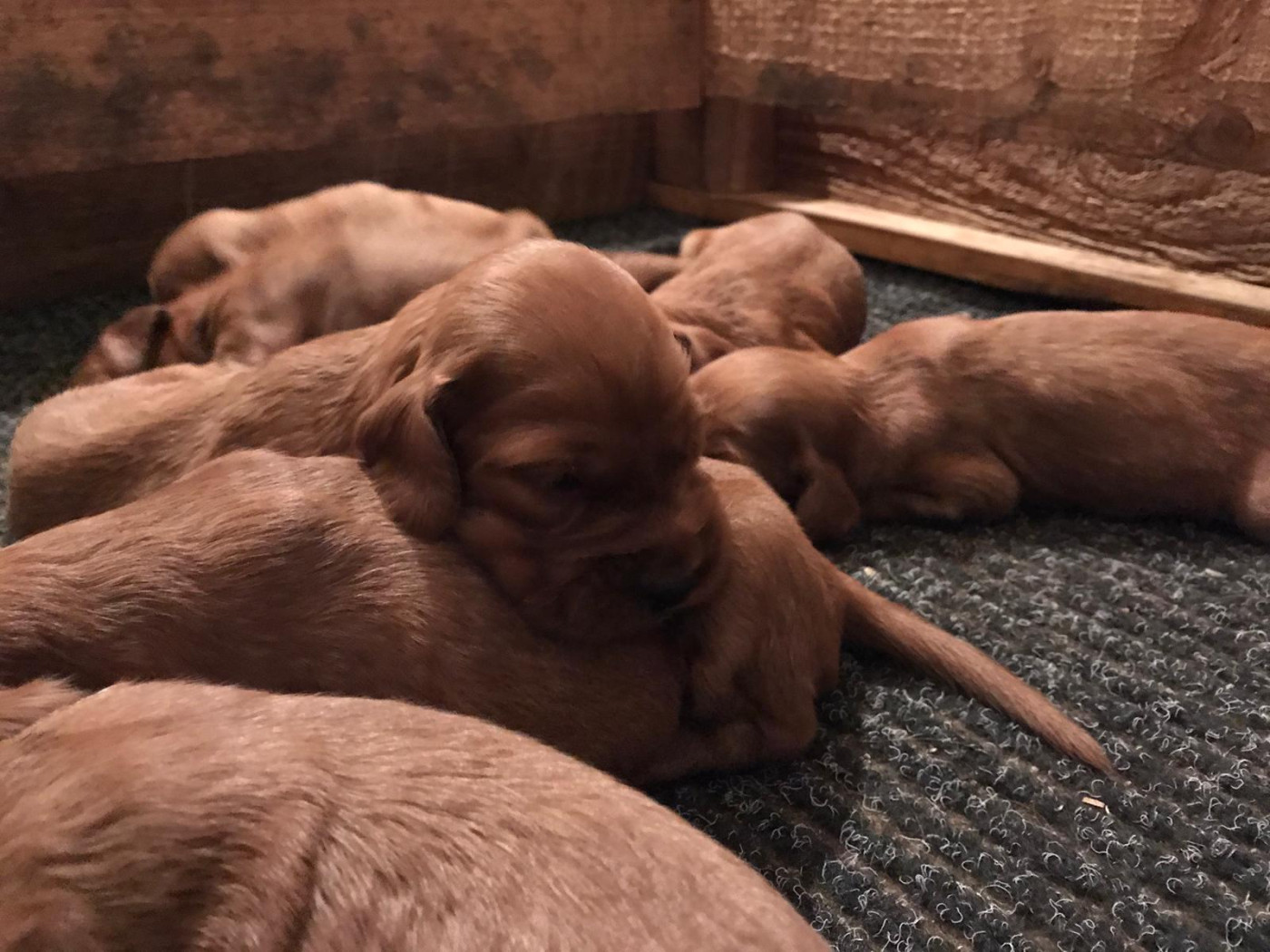 de Caramels - Chiots disponibles - Setter irlandais rouge