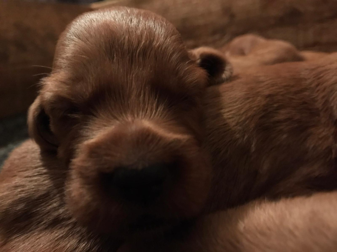 de Caramels - Chiots disponibles - Setter irlandais rouge