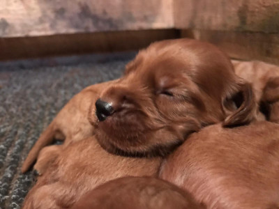 Chiot N°2