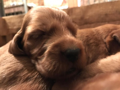 Chiot N°6