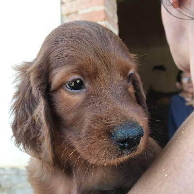 Torin de Caramel 