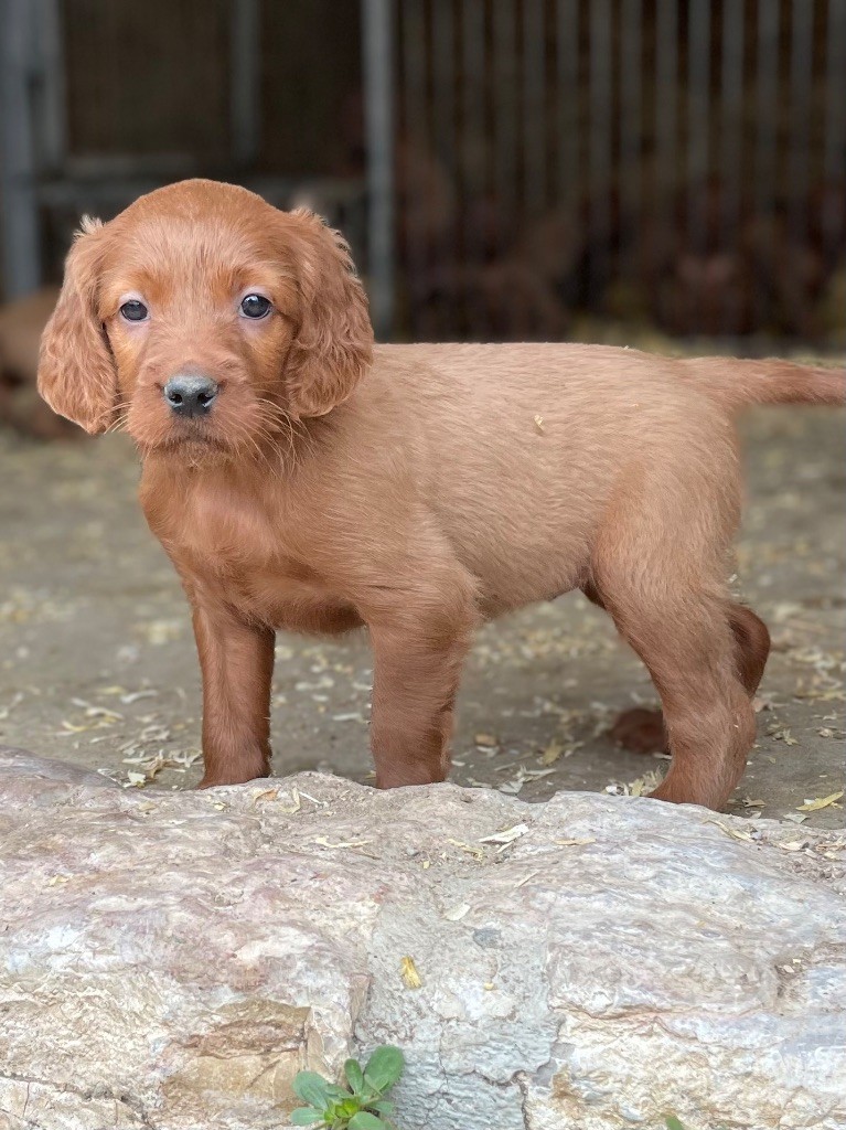 de Caramels - Setter irlandais rouge - Portée née le 24/08/2025